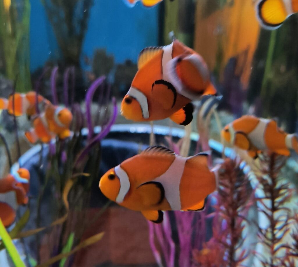 Ripley's Aquarium of Canada